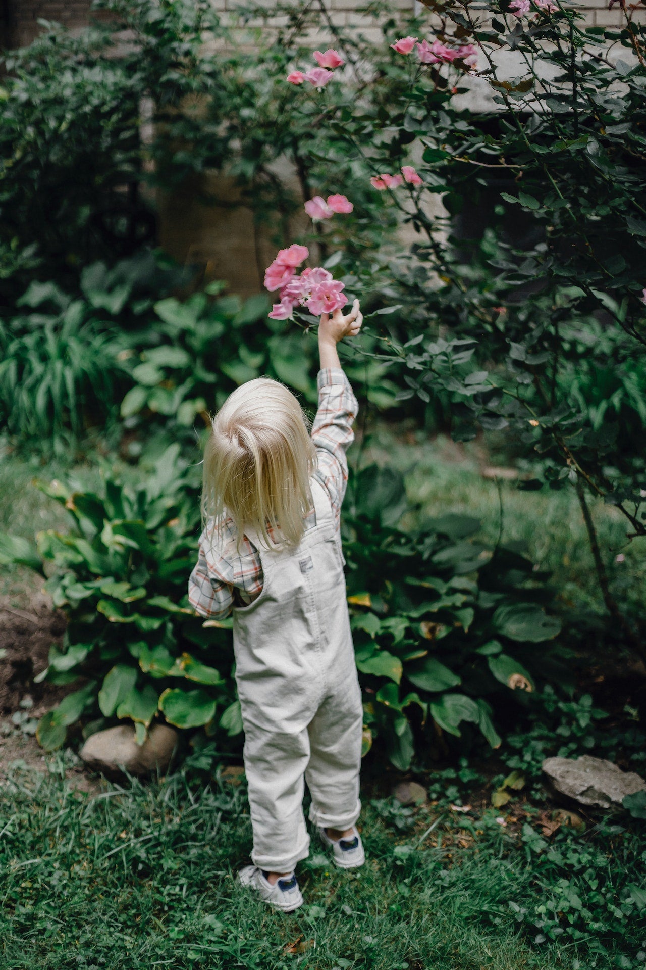 5 Tips & Tricks To Save Water in the Yard and Garden